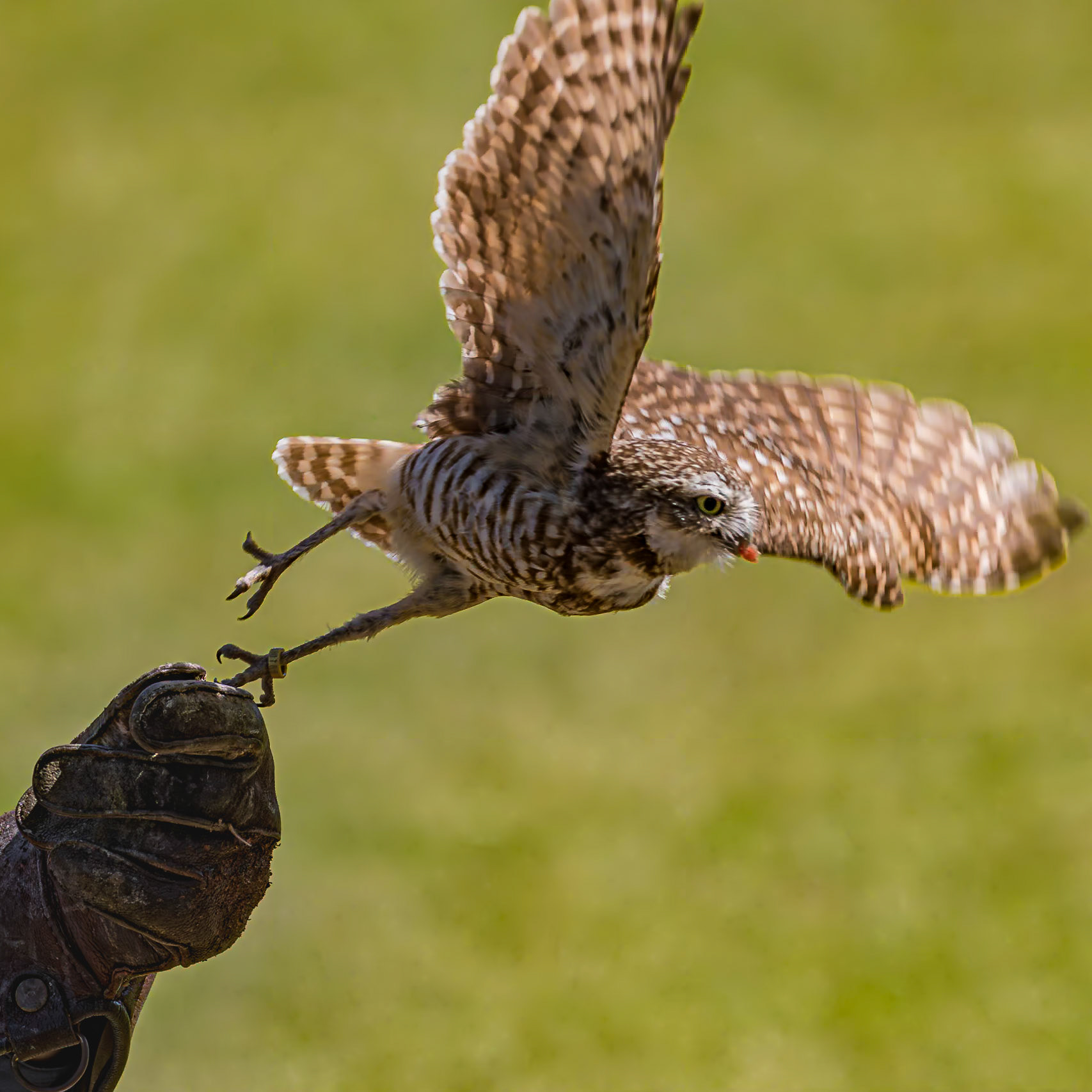 Burrowing owl 2, The Center for Birds of Prey, Awendaw, SC, SCAIR 59