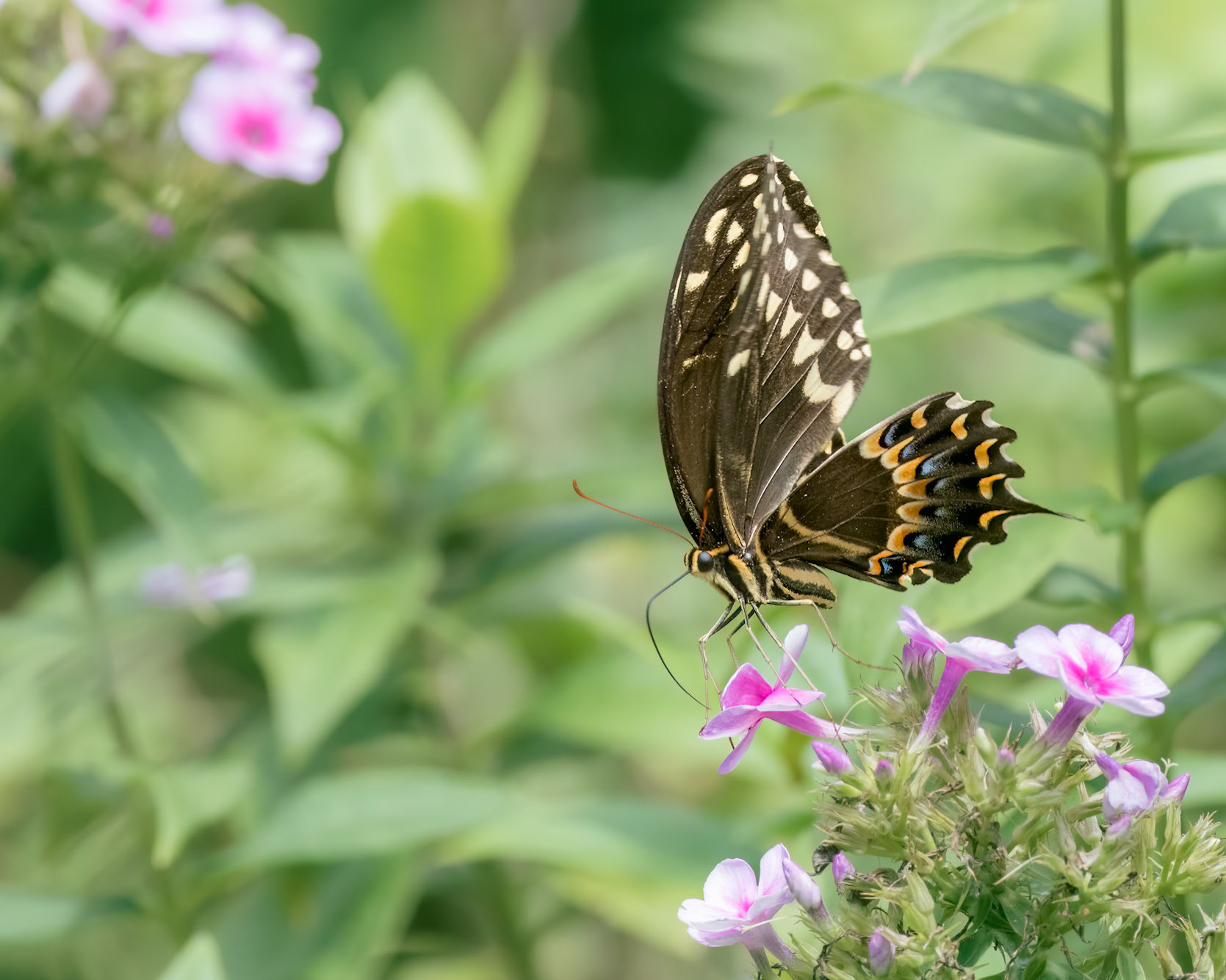 Palamedes swallowtail 11, Brunswick County Botanical Gardens