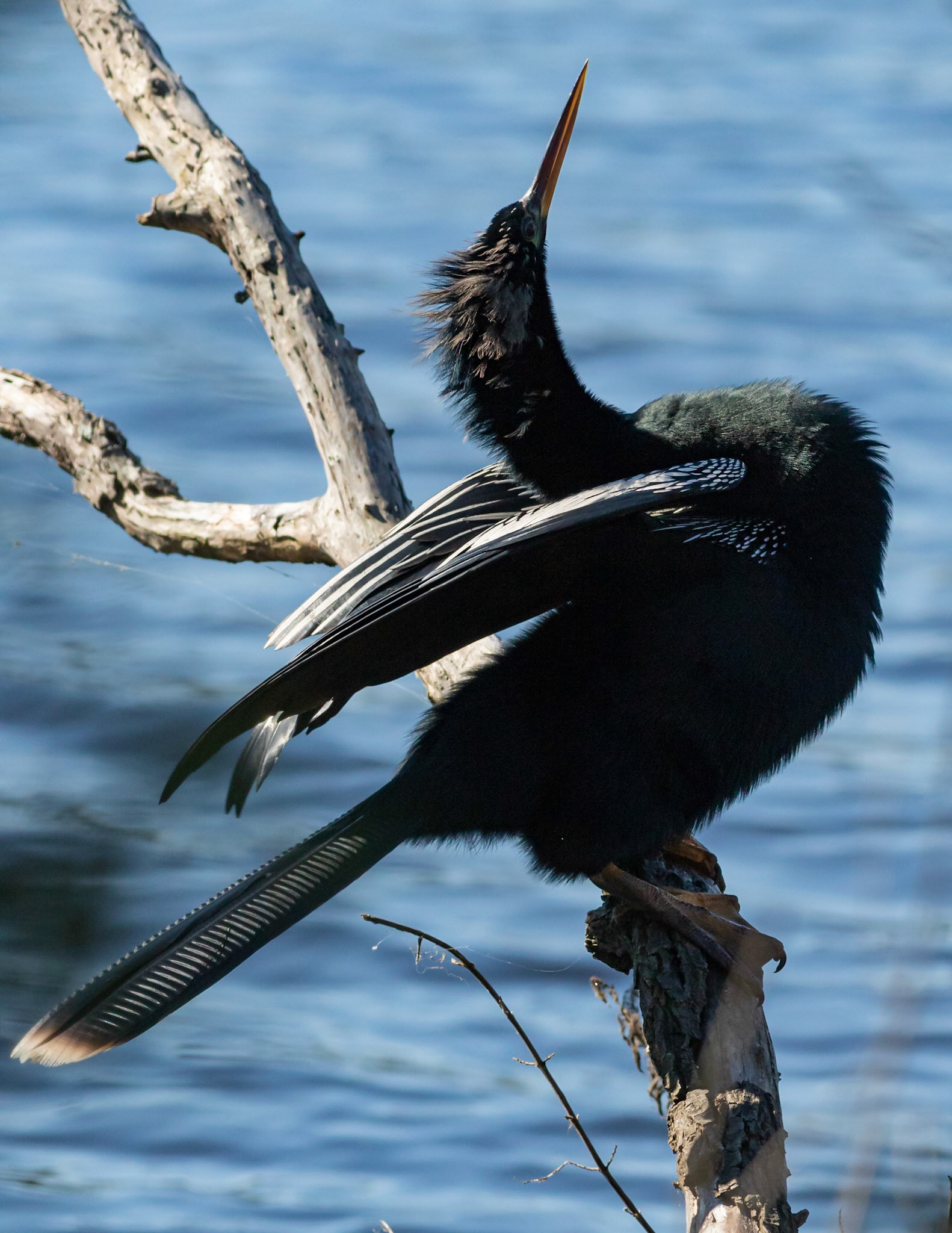 Anhinga 2, Huntington Beach SC, Mating Plumage