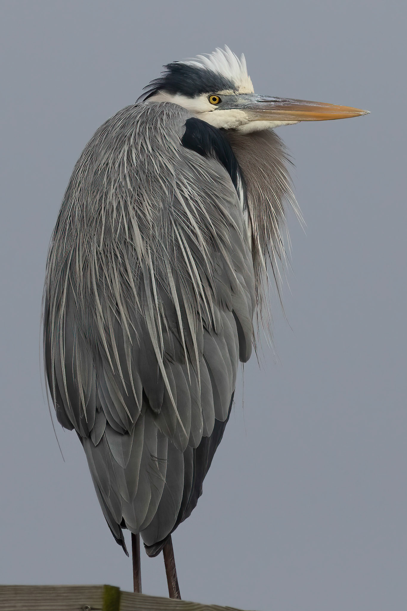 Great Blue Heron 27, Ferry Landing Area, OIB