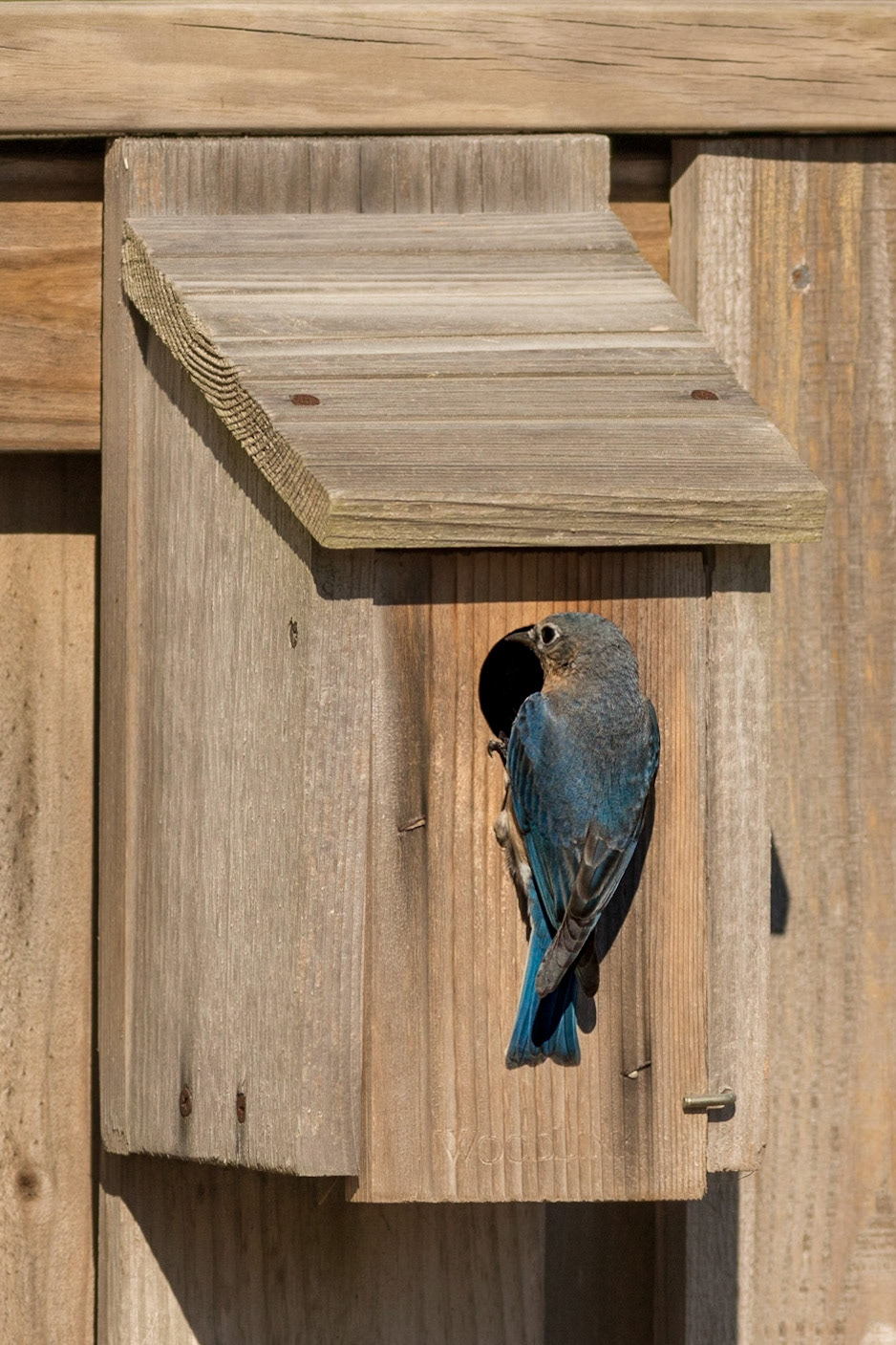 Eastern bluebirds 53, OIB
