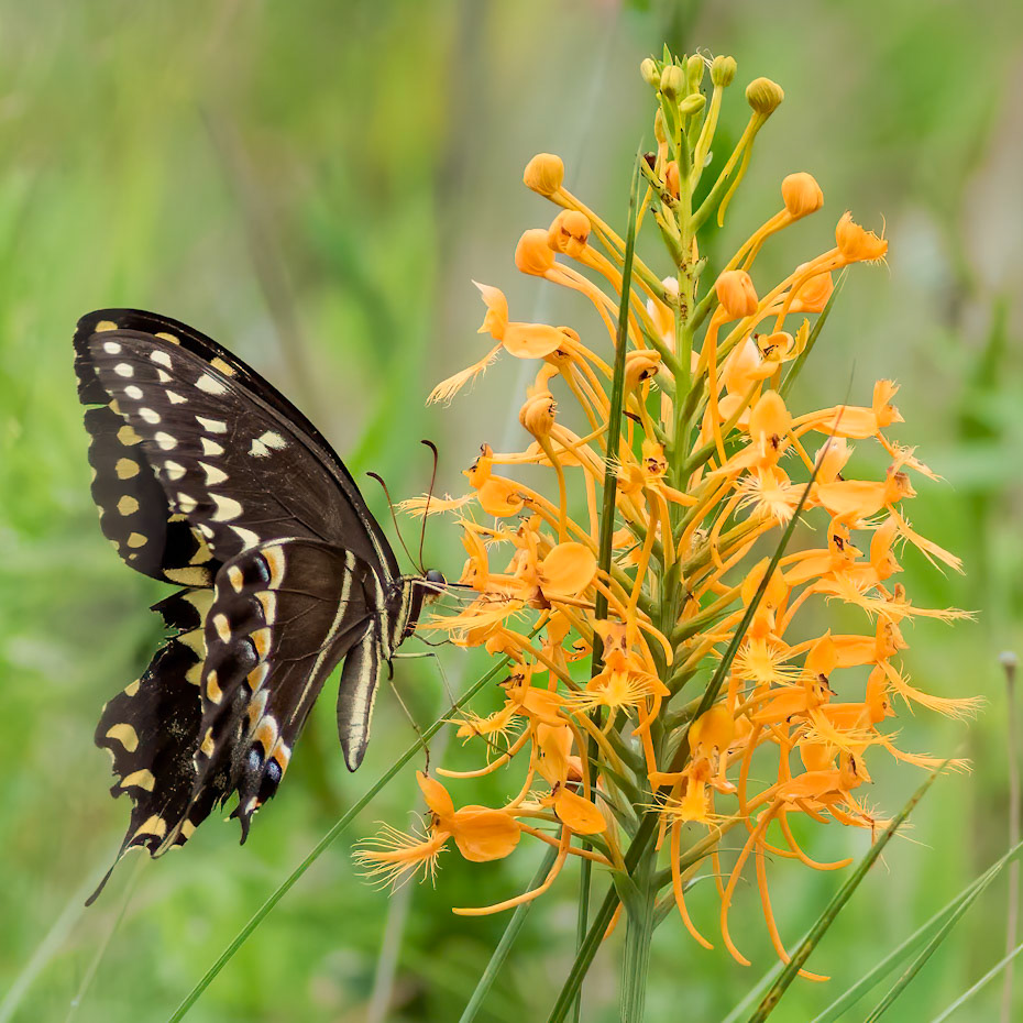 Golden silk spider 2, Green Swamp Preserve, The Nature Conservancy 2022 Semifinalist