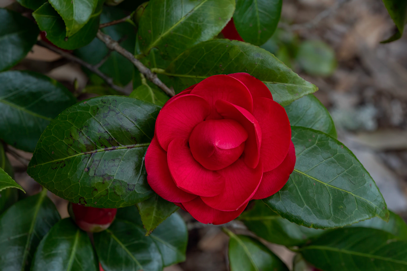 Camellia 1, Airlie Gardens