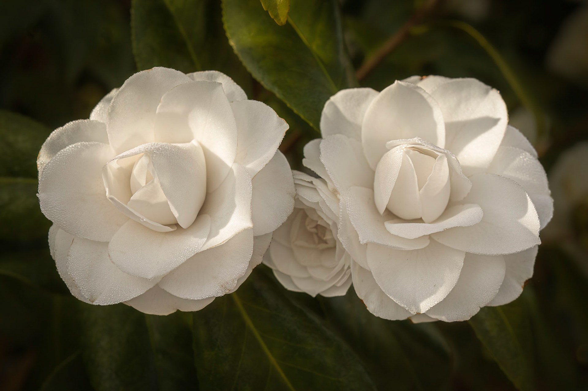 Camellia 2, New Hanover County Arboretum