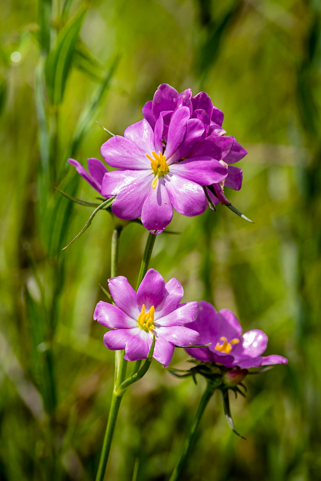 Pinewoods rose gentian 3, Greater Green swamp area