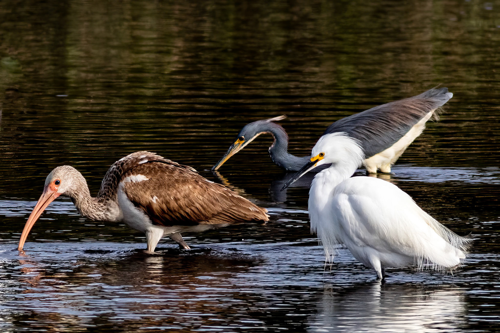 Trio 1, Huntington Beach State Park, SC