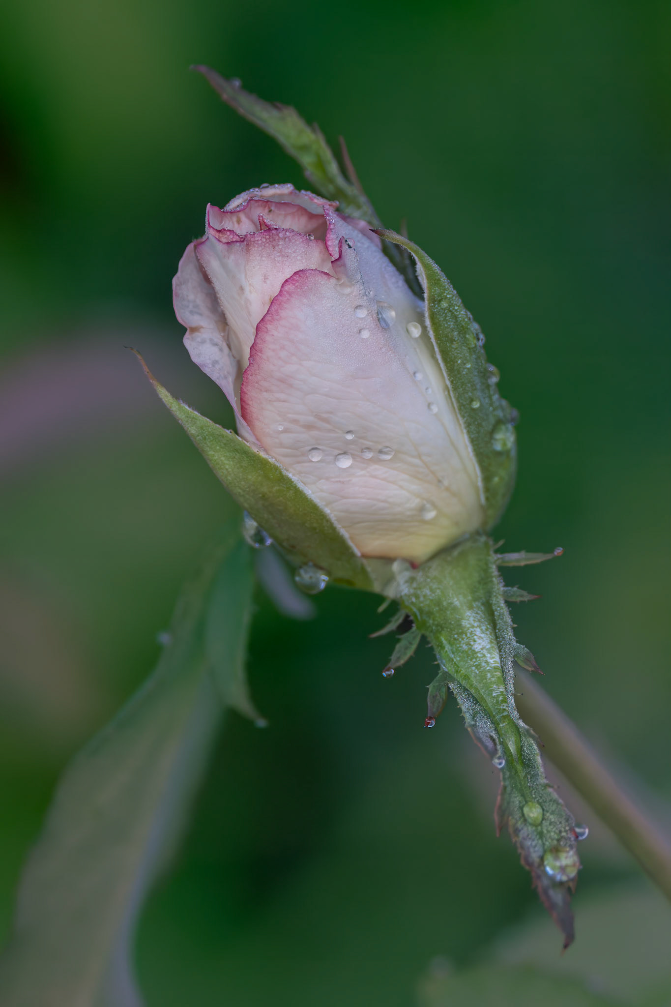 Rose 26, Brunswick County Botanical Gardens