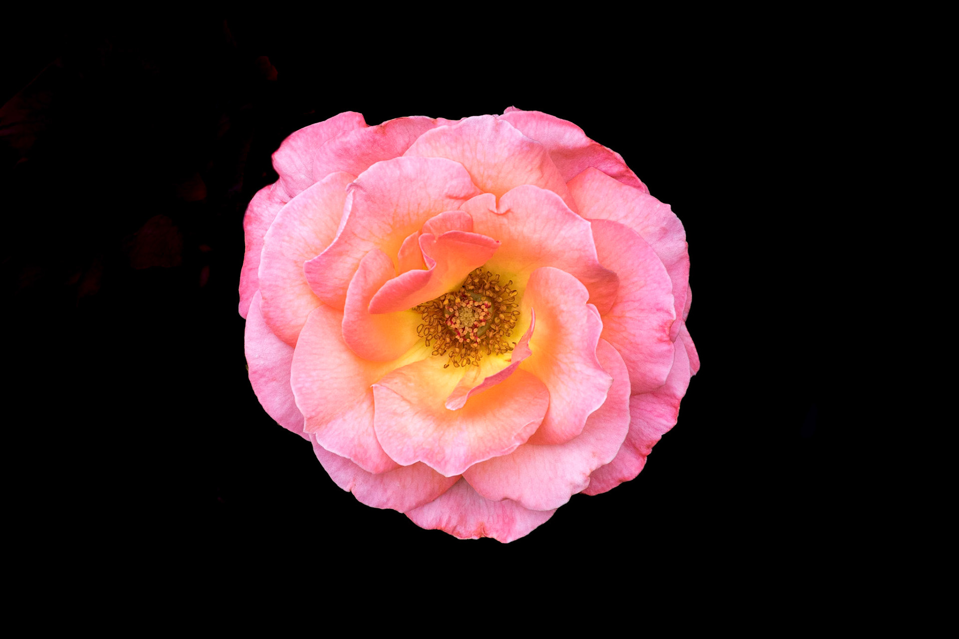 Tea Rose 1, Brunswick County Botanical Gardens