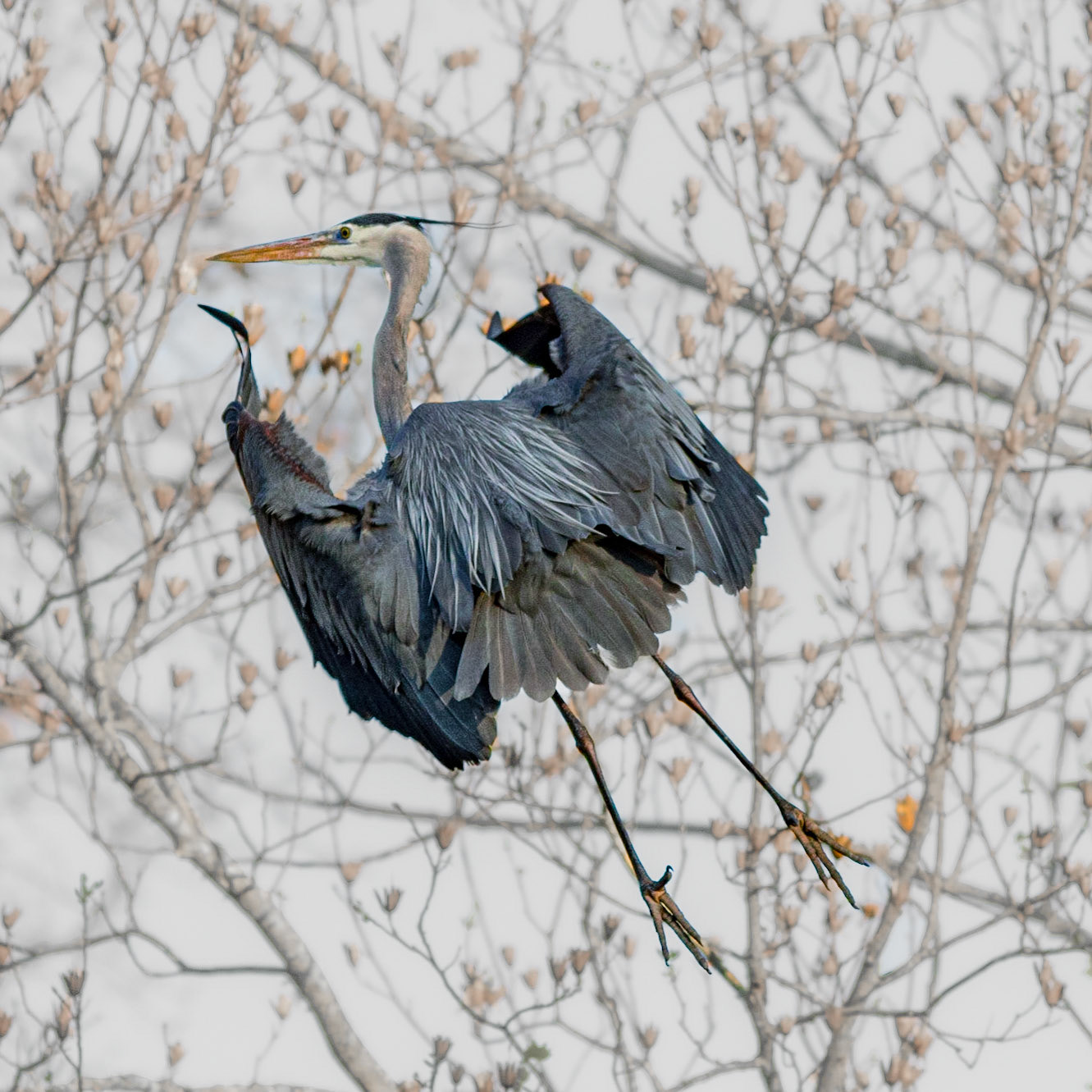 Rookery 35, Sea Trail