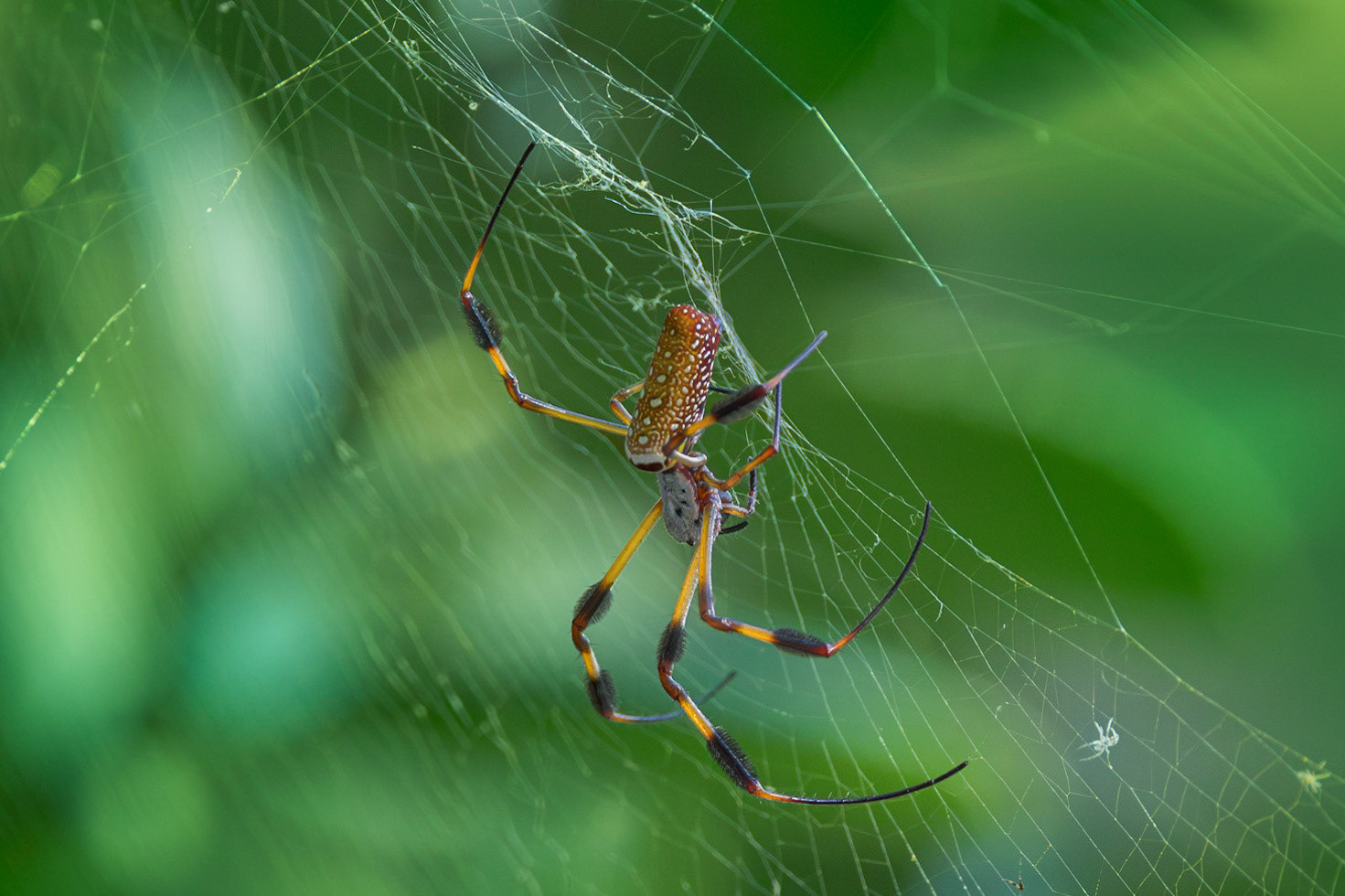 Orb weaver 4, Brunswick County Botanical Gardens