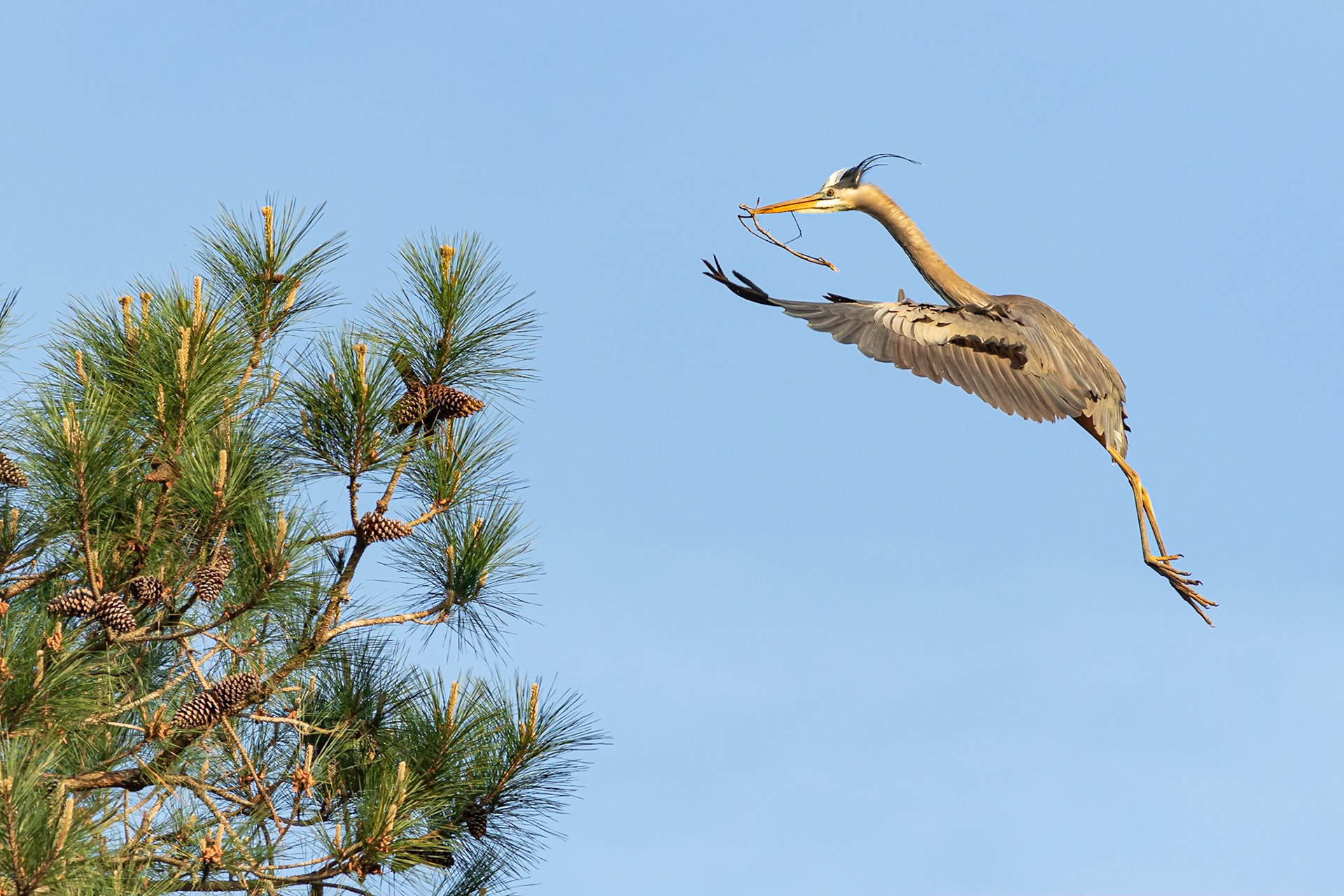 Rookery 1, Sea Trail
