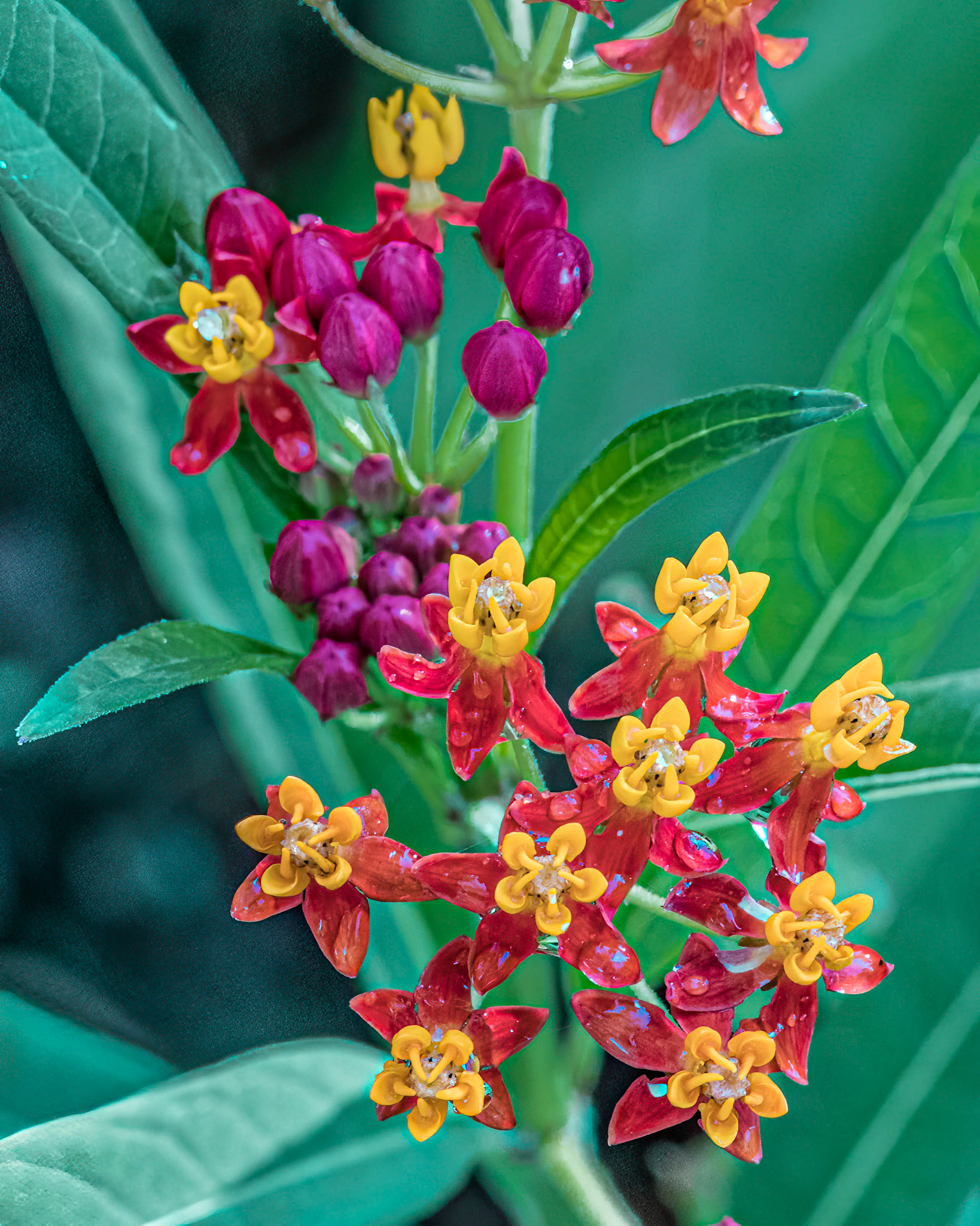 Butterfly milkweed 2, Brunswick County Botanical garden