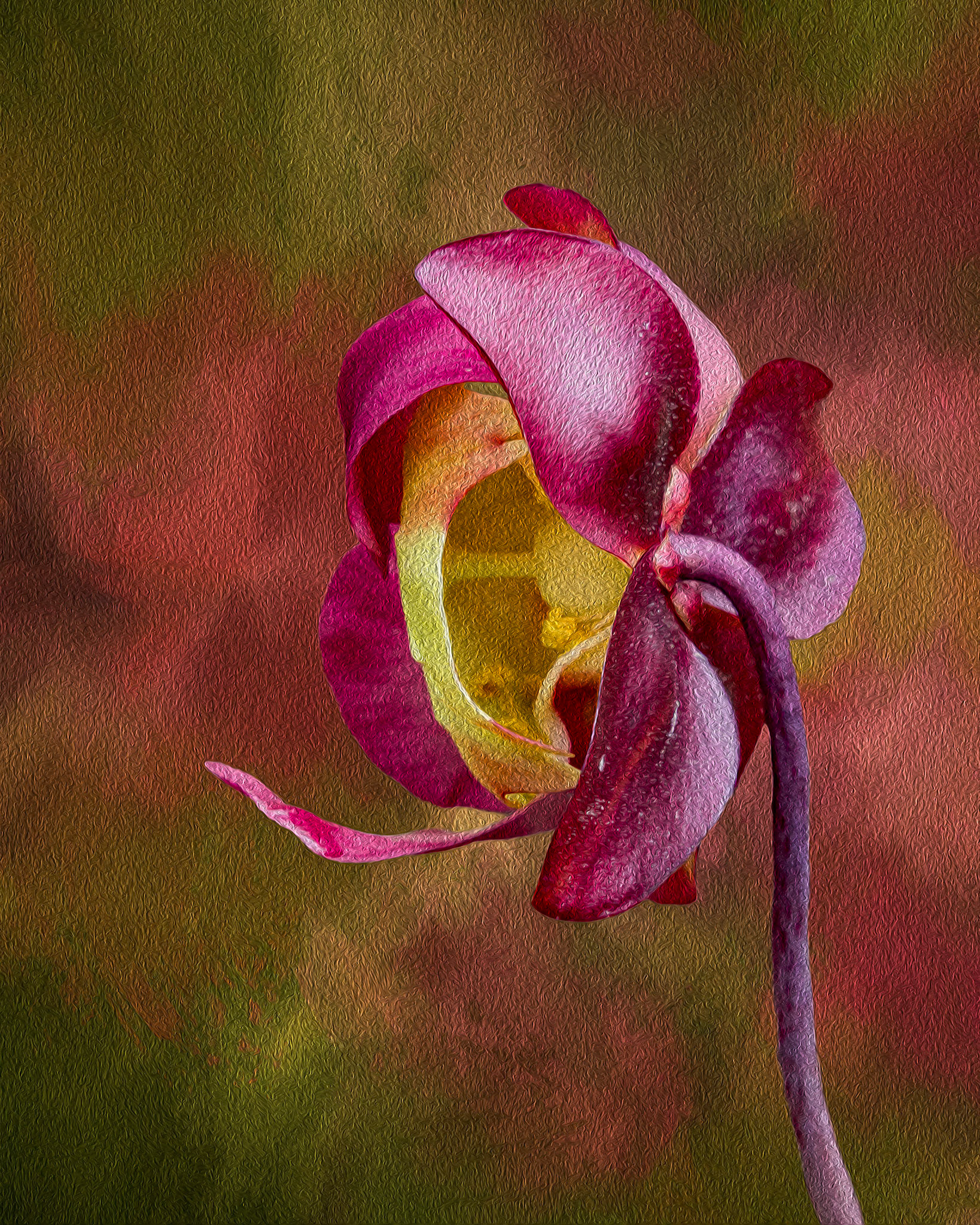 Pitcher plant bloom 19a, Green Swamp Preserve