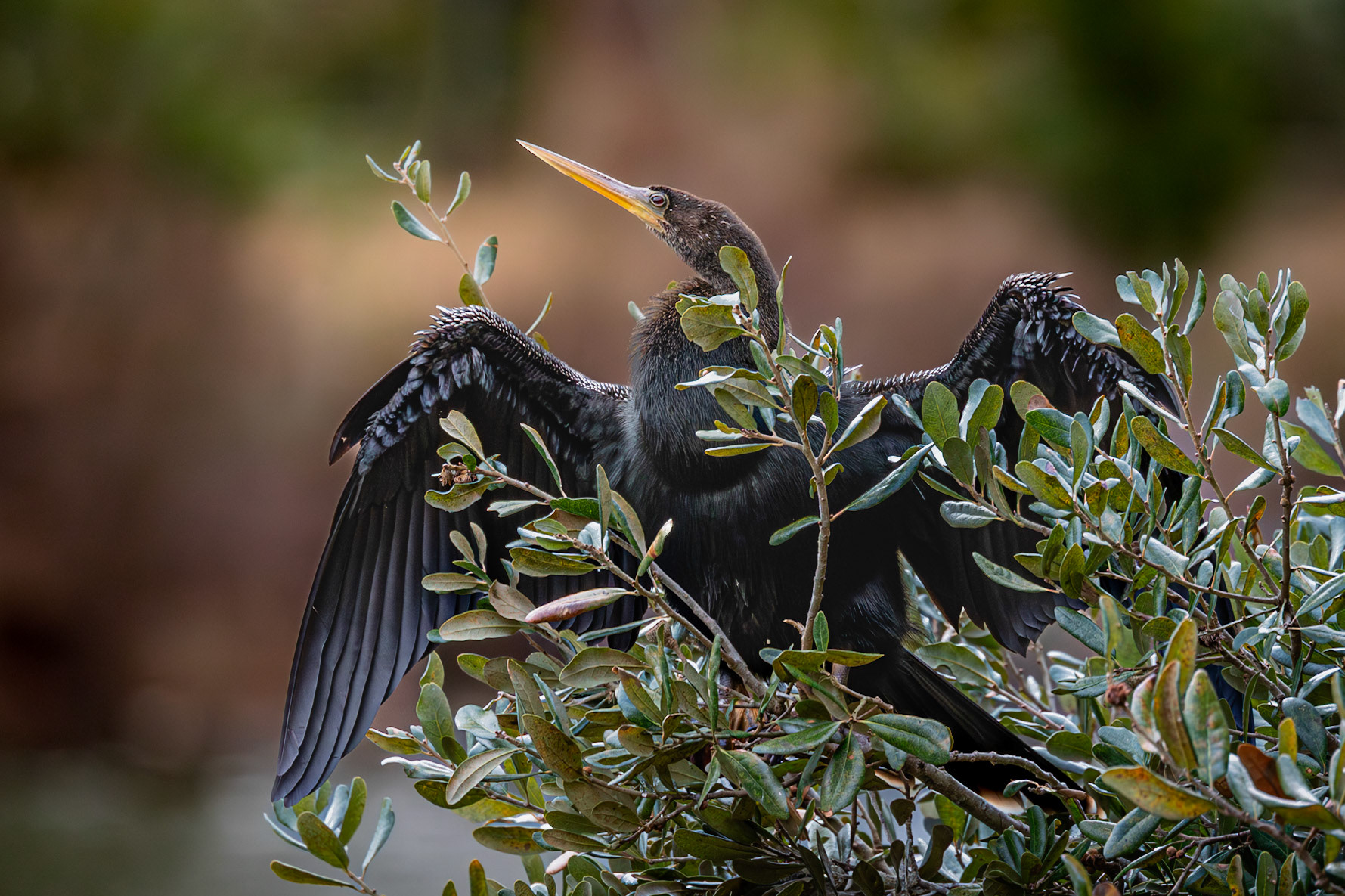 Anhinga 34, Airlie Gardens