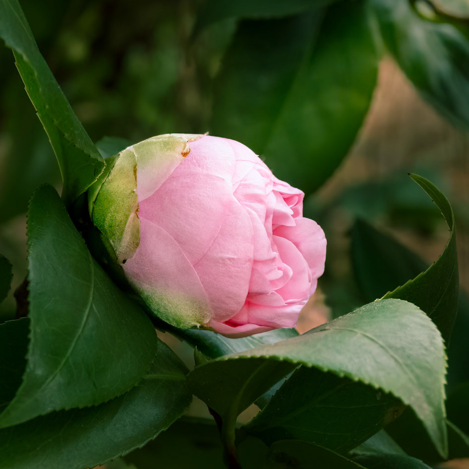Camellia 6, Brunswick County Botanical Gardens
