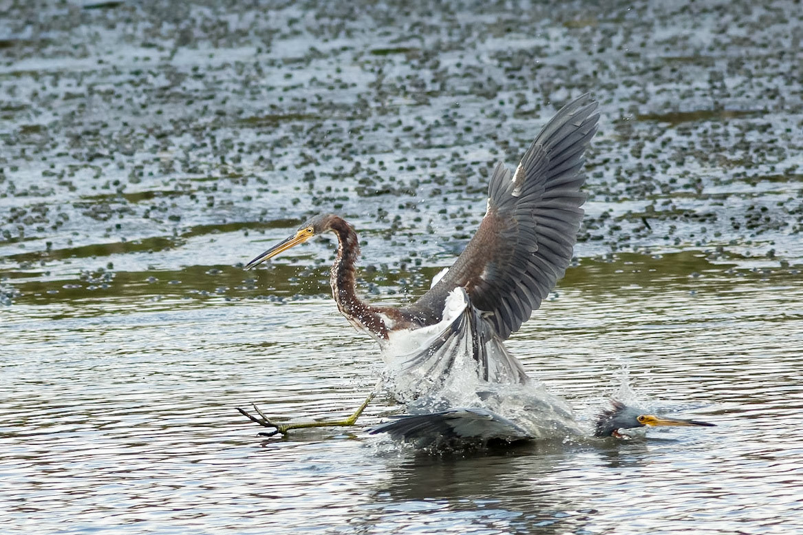 Tricolor Herons (2), Behind the Chapel, OIB