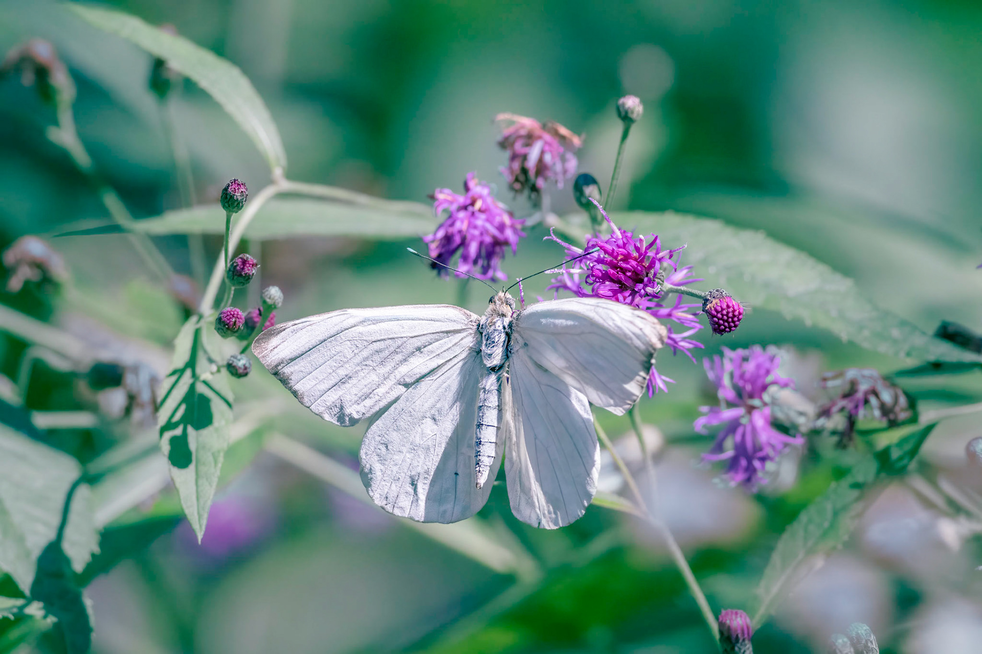 Great white southern butterfly 4, Airlie Gardens