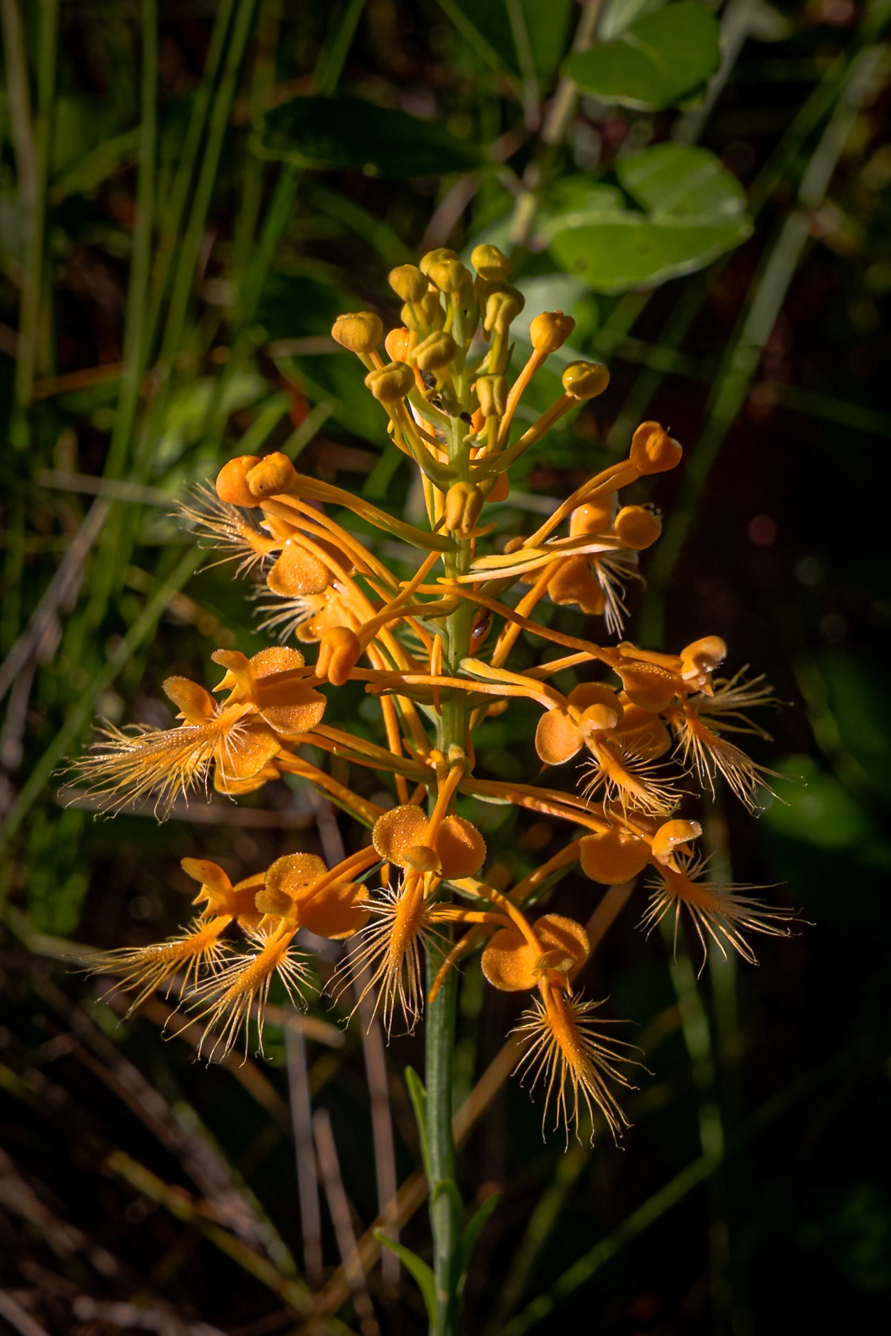 Orange fringed orchid 5, Green Swamp Preserve