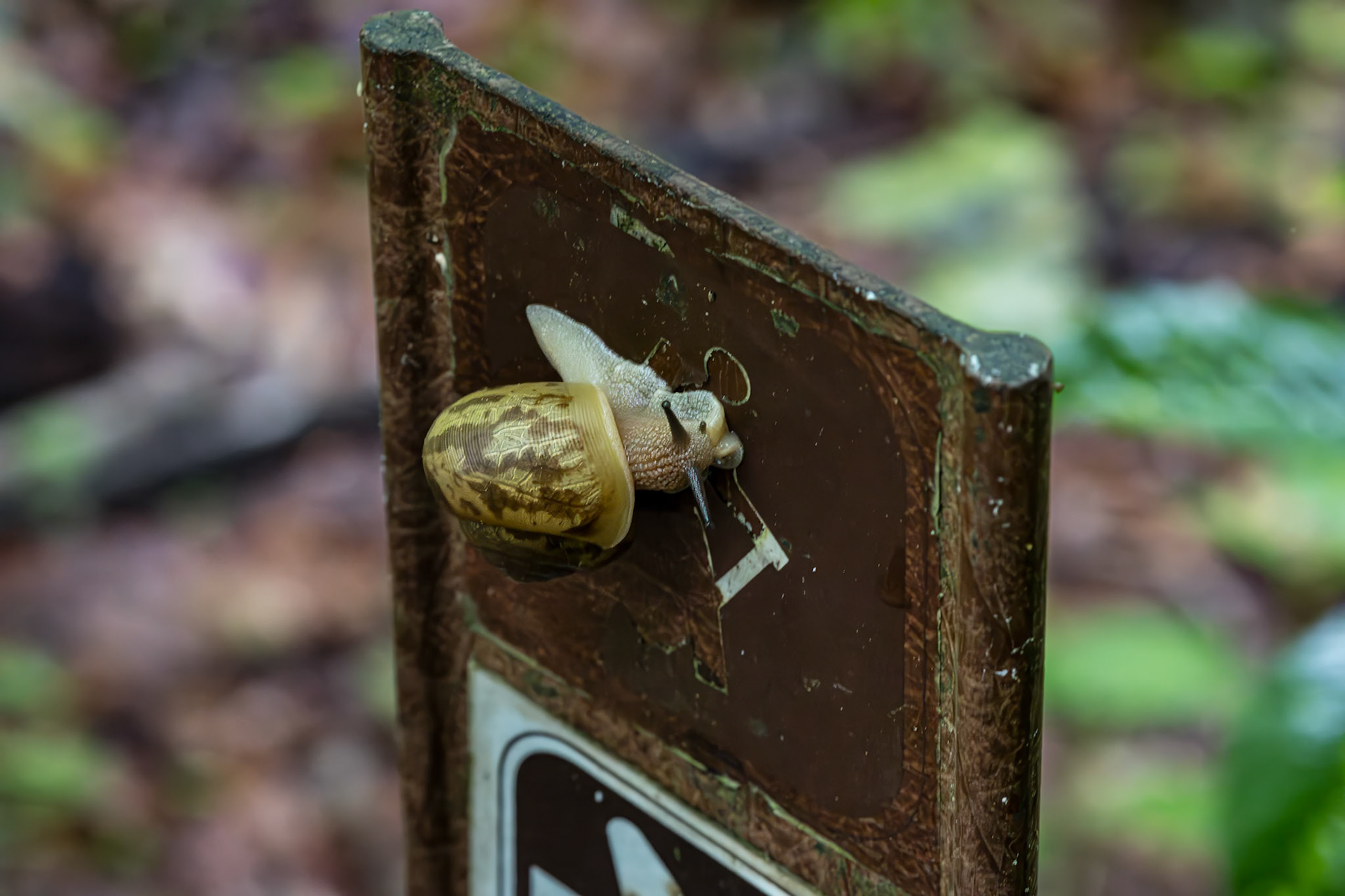 Snail 3, Station Cove Falls, SC
