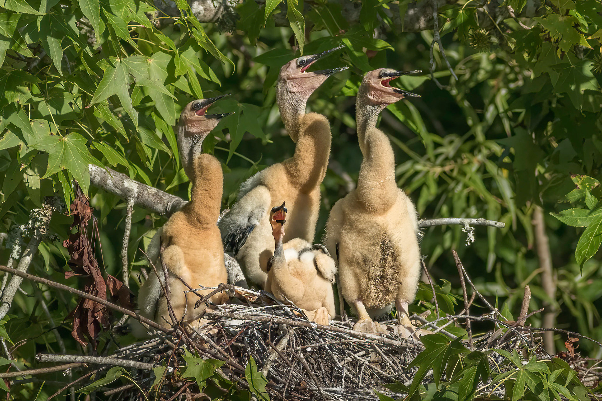 Anhinga nest 9, Sea Trail, Week of July 18, Nest 1