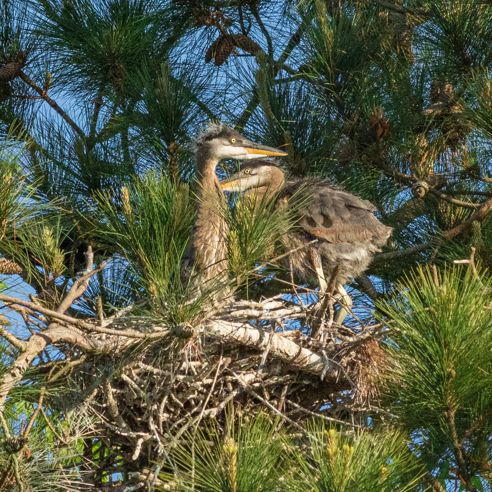 Rookery 16, Sea Trail