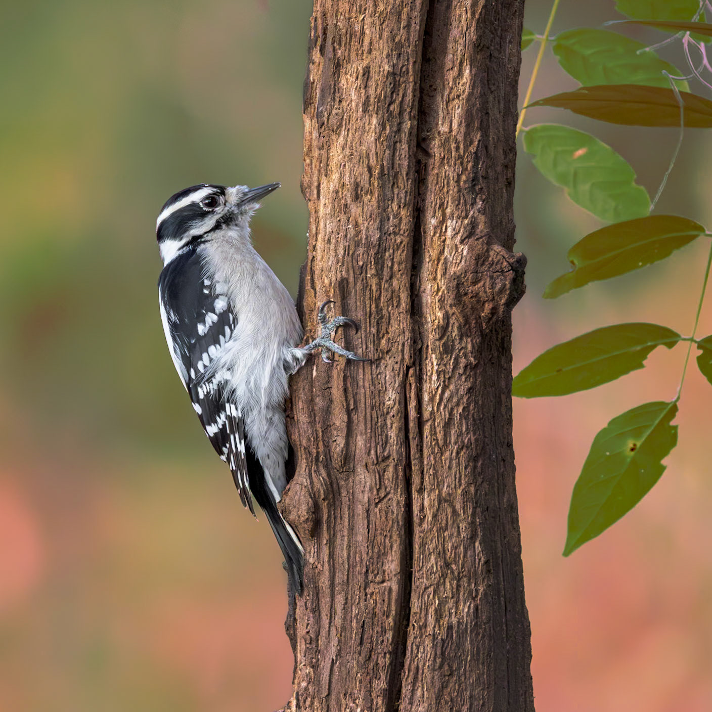 Downy woodpecker 2, The Nut House, Clemson, SC