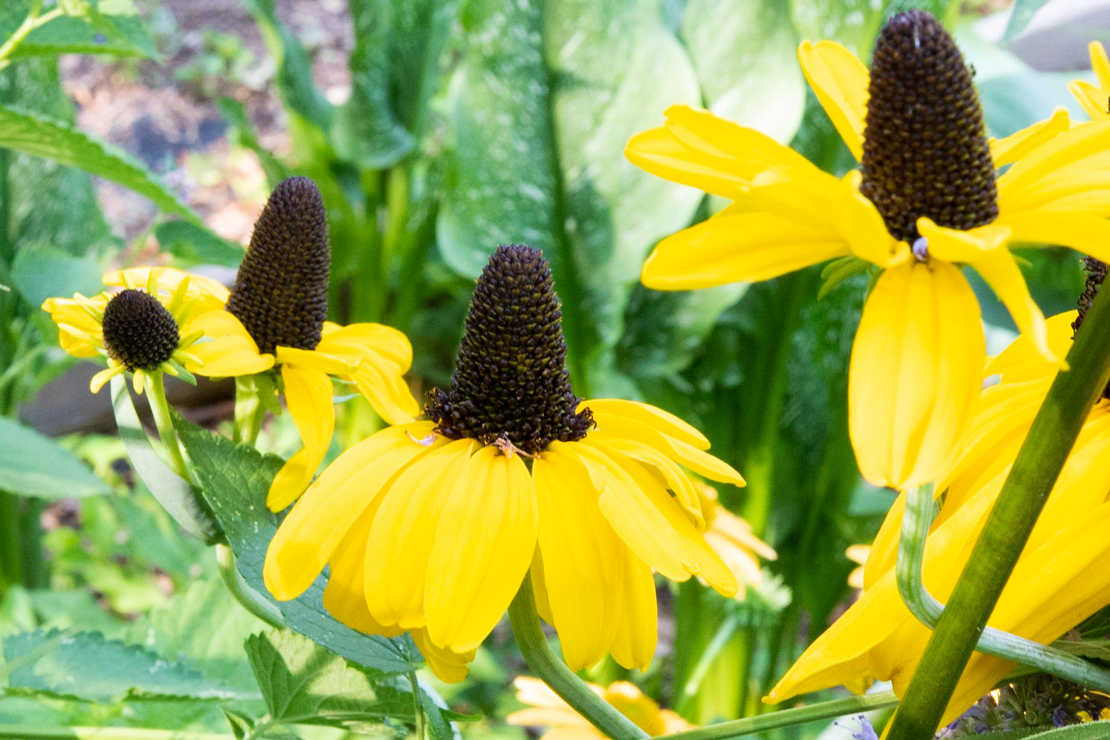 Fearrington Village, NC 15