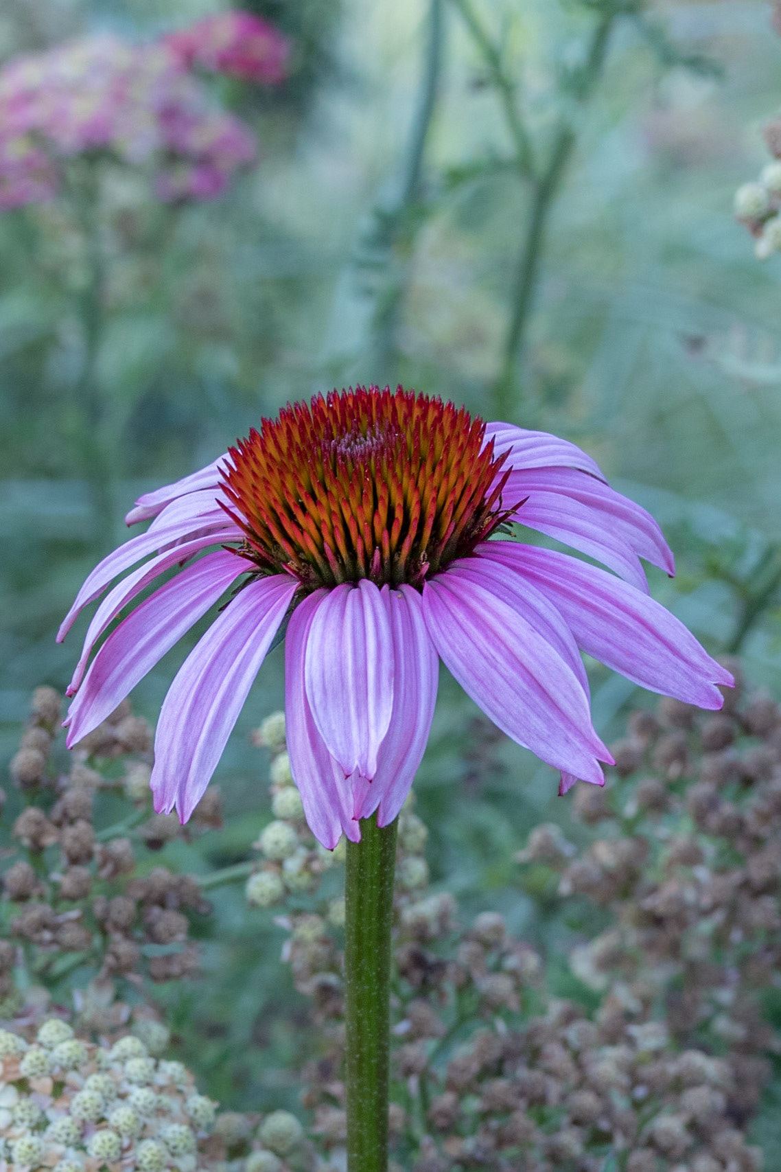 Coneflower 3, Brunswick County Botanical garden