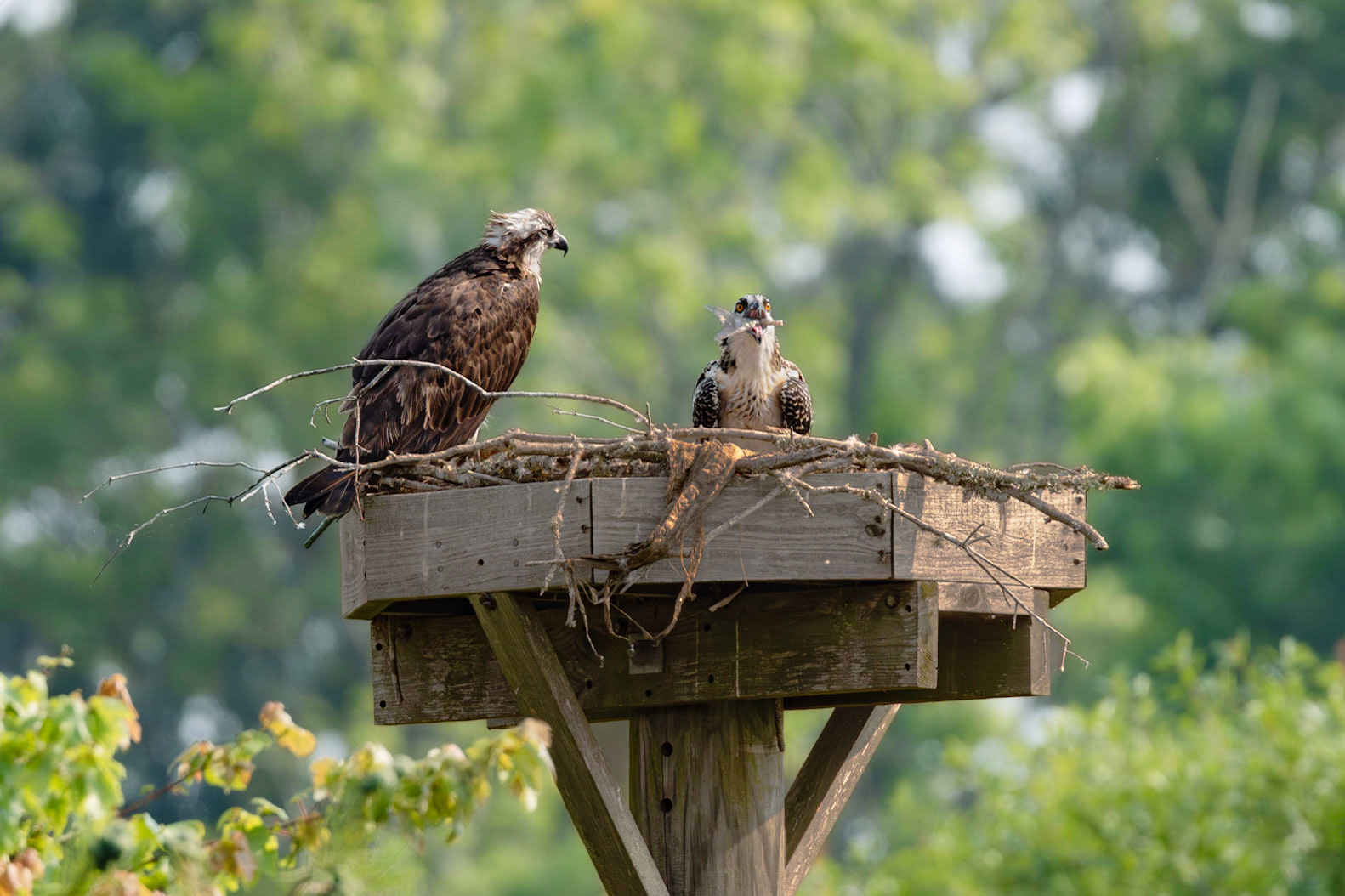 Osprey 100, Sea Trail