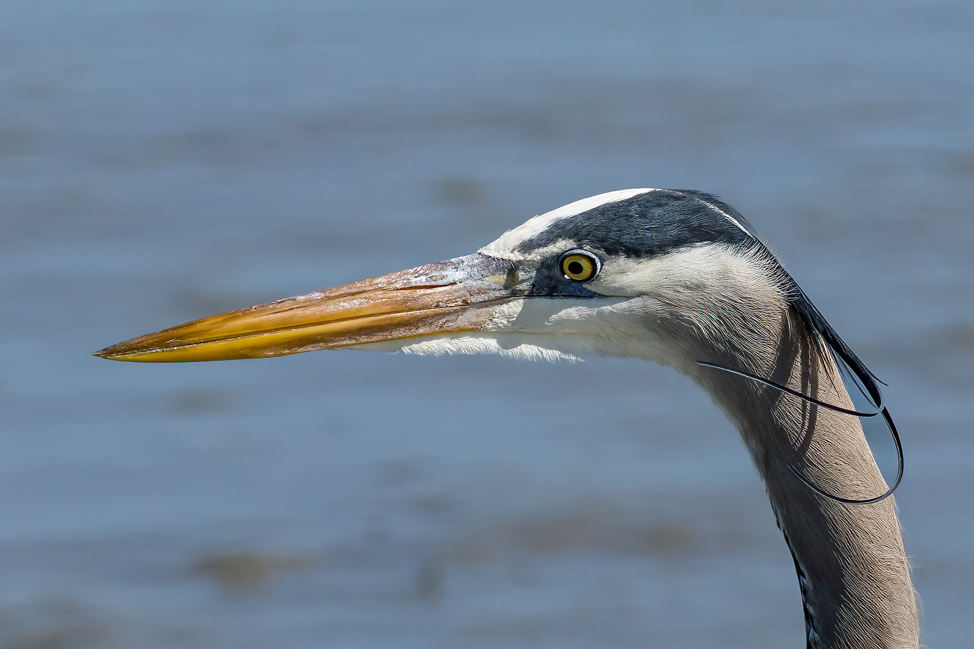 Great blue heron 45, Huntington Beach State Park, SC