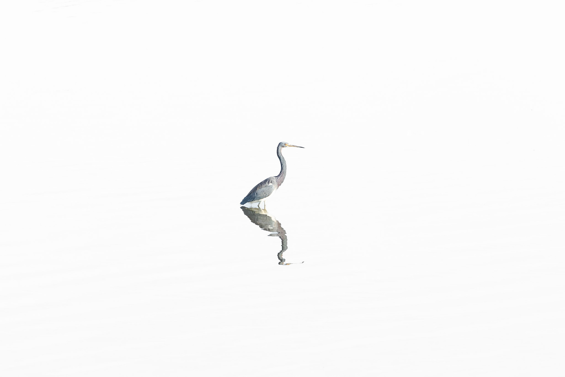 high key Tricolor heron 1, OIB Ferry Landing Area