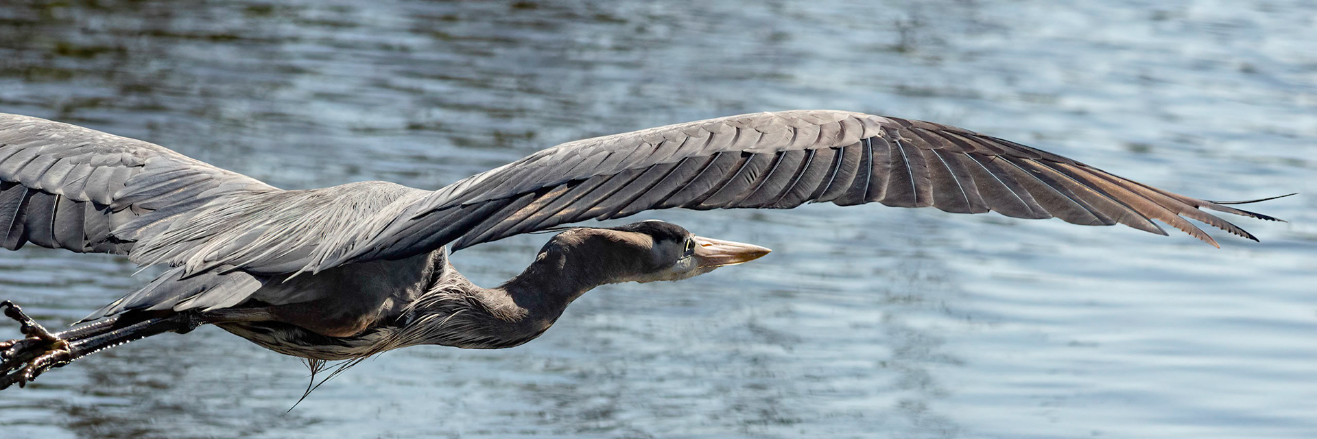 Great Blue Heron 31, Huntington Beach sc