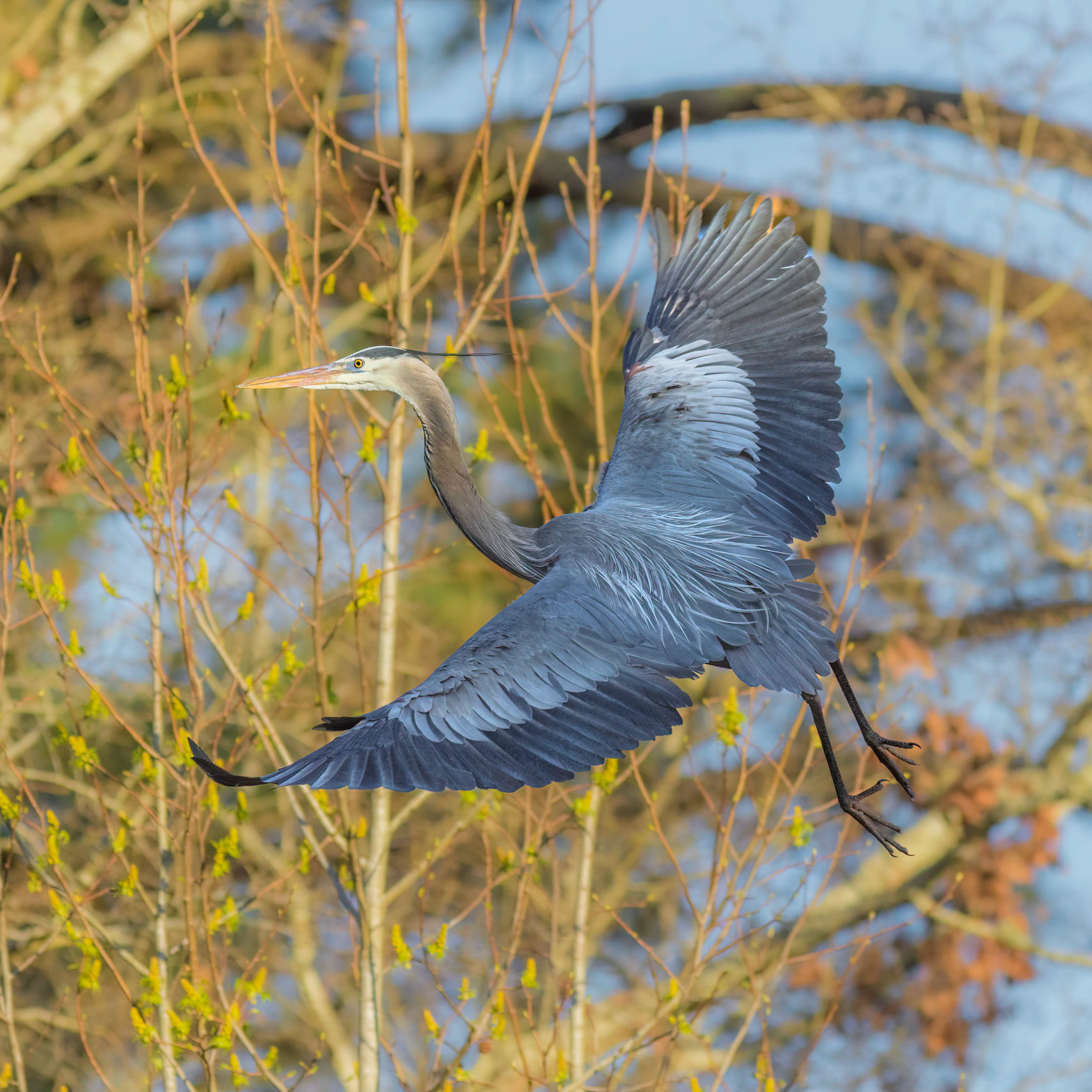 Rookery 36, Sea Trail
