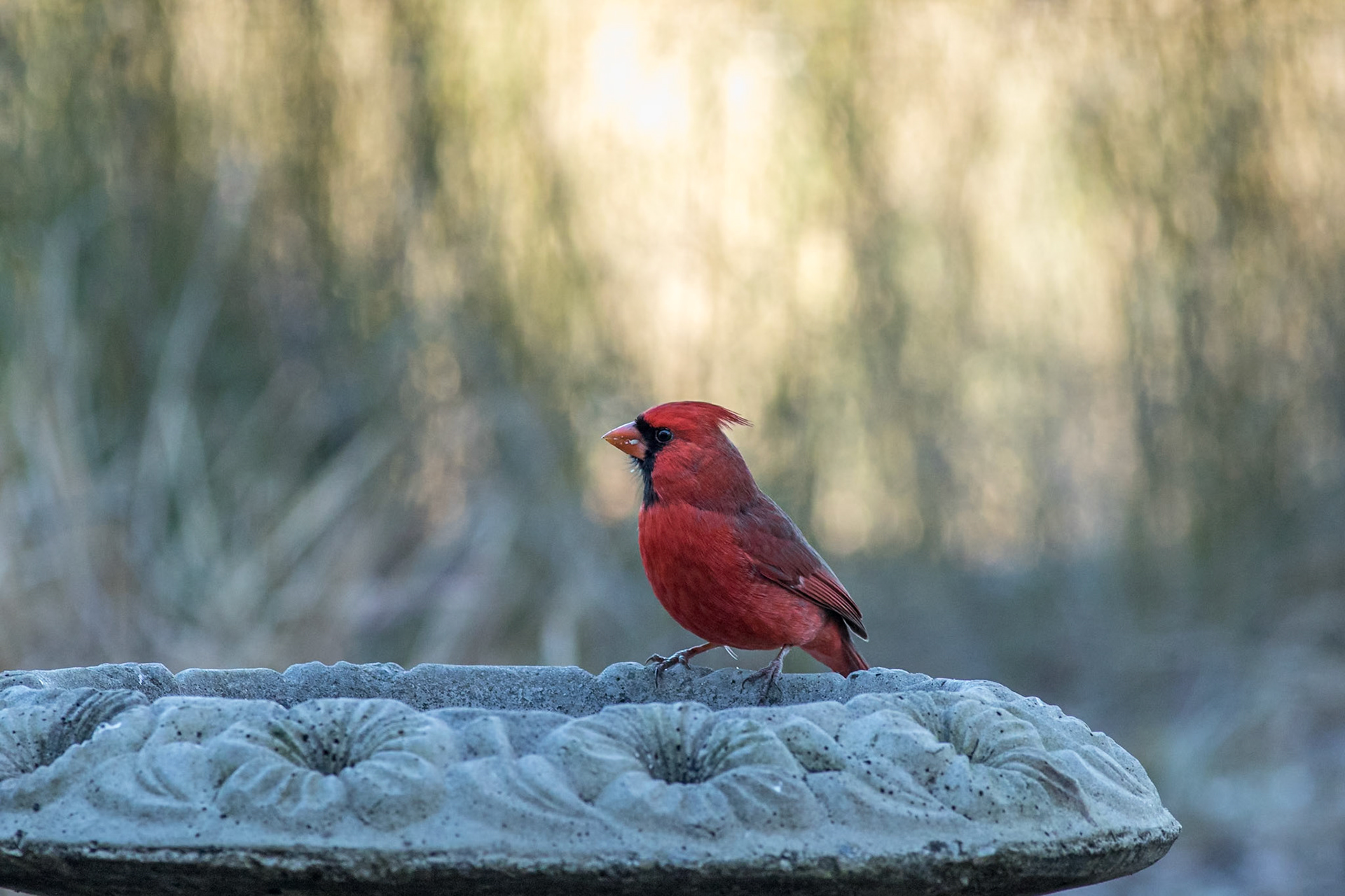 Cardinal 3, Huntington Beach SC