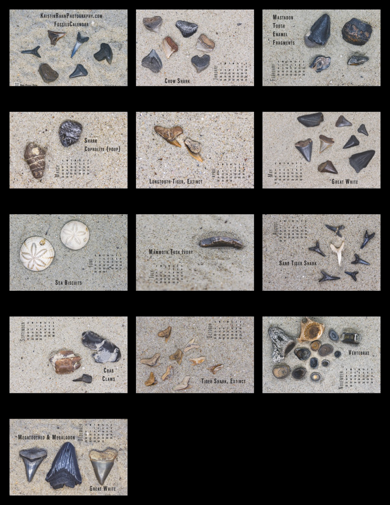 Fossils