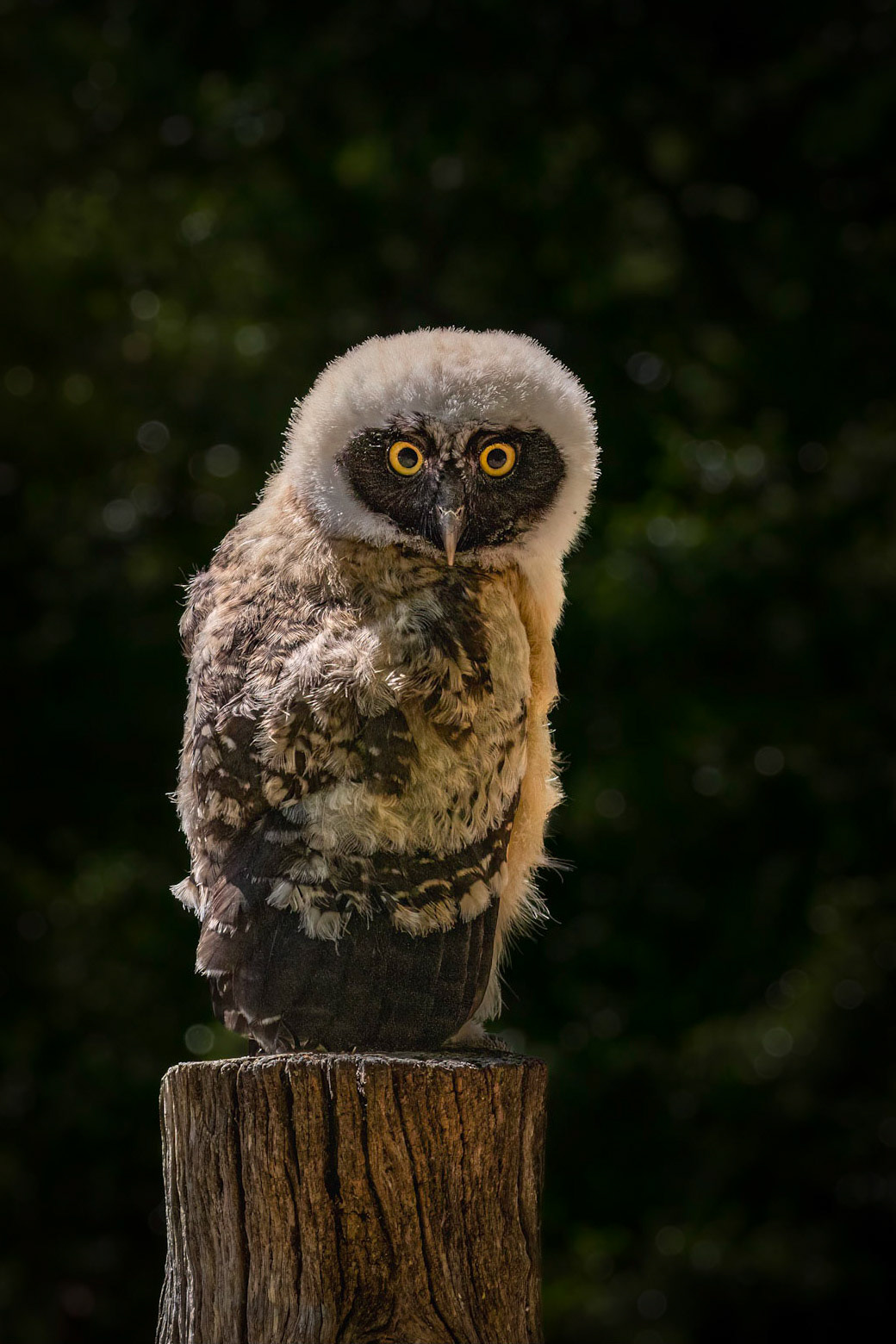 Ural owl 1 juvenile, The Center for Birds of Prey, Awendaw, SC