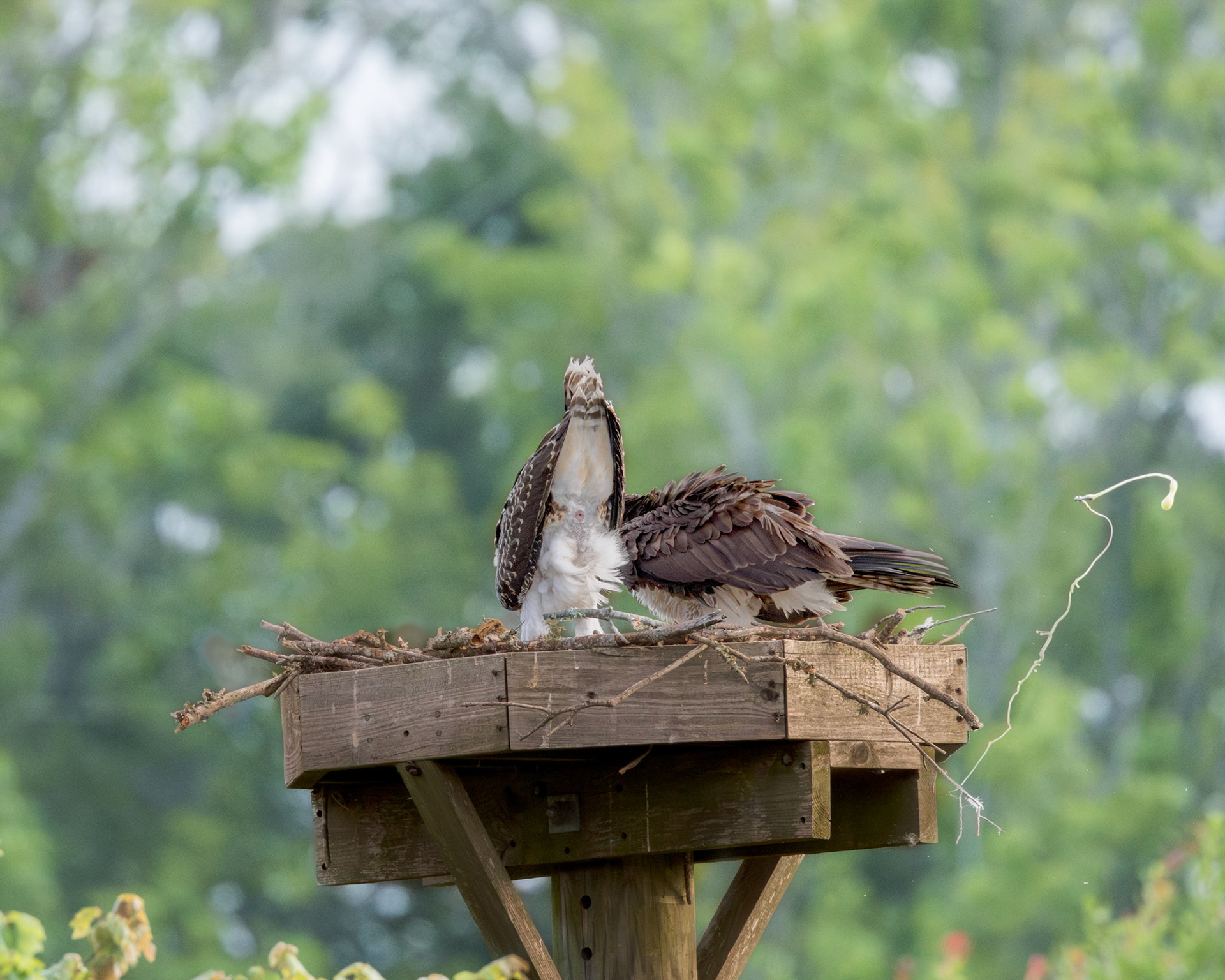 Osprey 104, Sea Trail