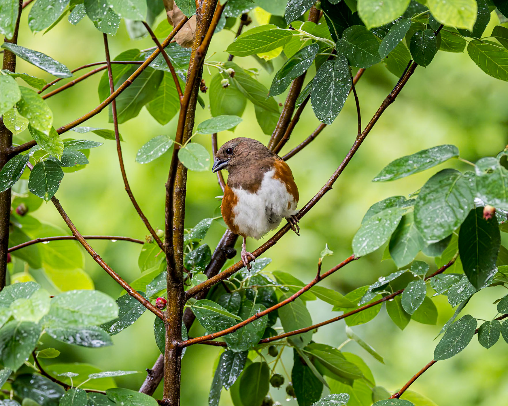 Eastern towhee - female 2, The Nut House, Clemson, SC