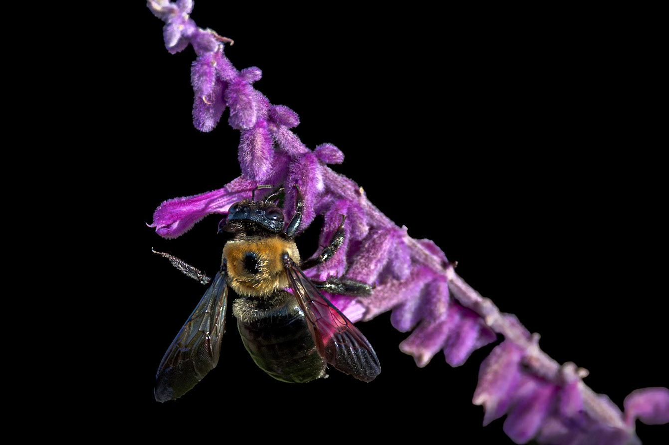 Bee 23 on Mexican bush sage, New Hanover County Arboretum