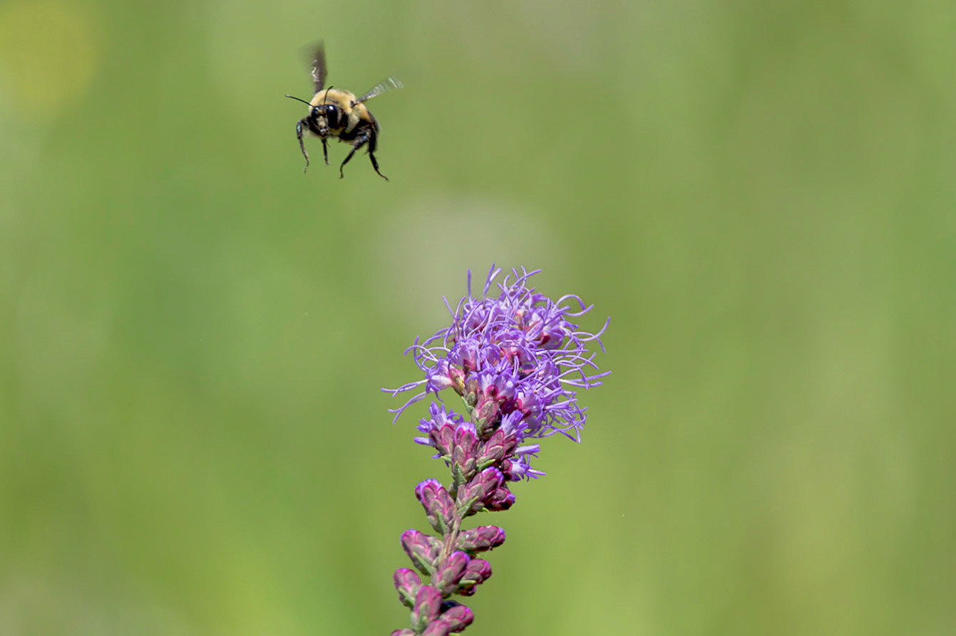 Bee on dense blazing star 6, Green swamp area