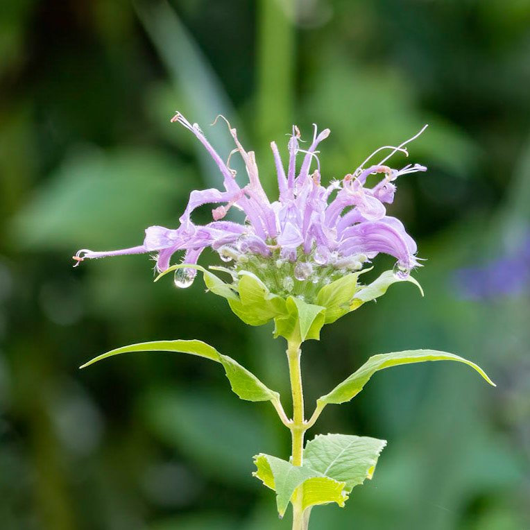 Beebalm 7, Brunswick County Botanical Gardens