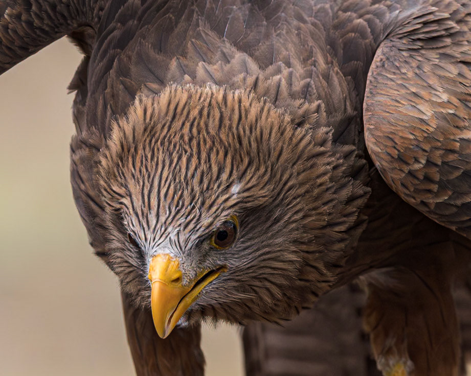 African kite, yellow billed kite 8, Center for Birds of Prey, Awendaw, SC