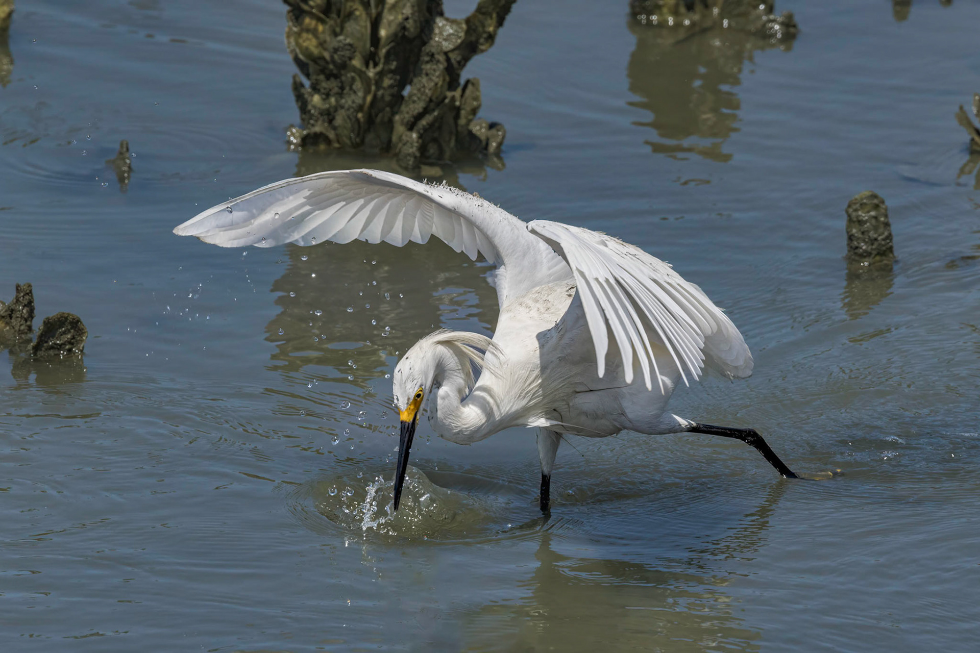 Snowy egret 15, OIB gazebo behind chapel