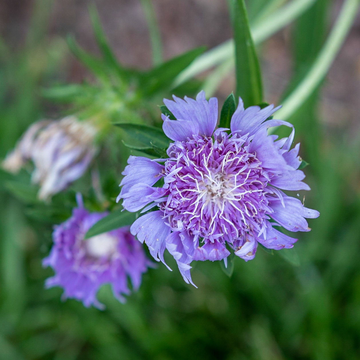 Fearrington Village, NC 21