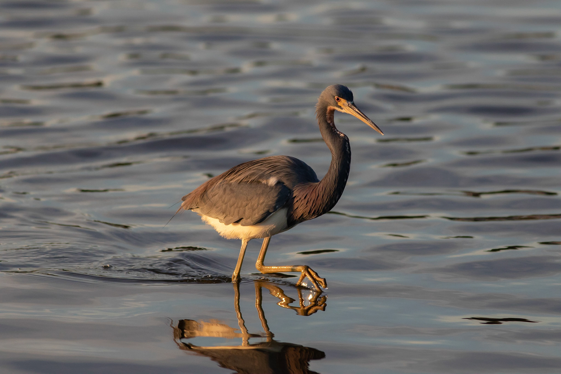 Tricolor Heron 12, OIB Ferry Landing Park