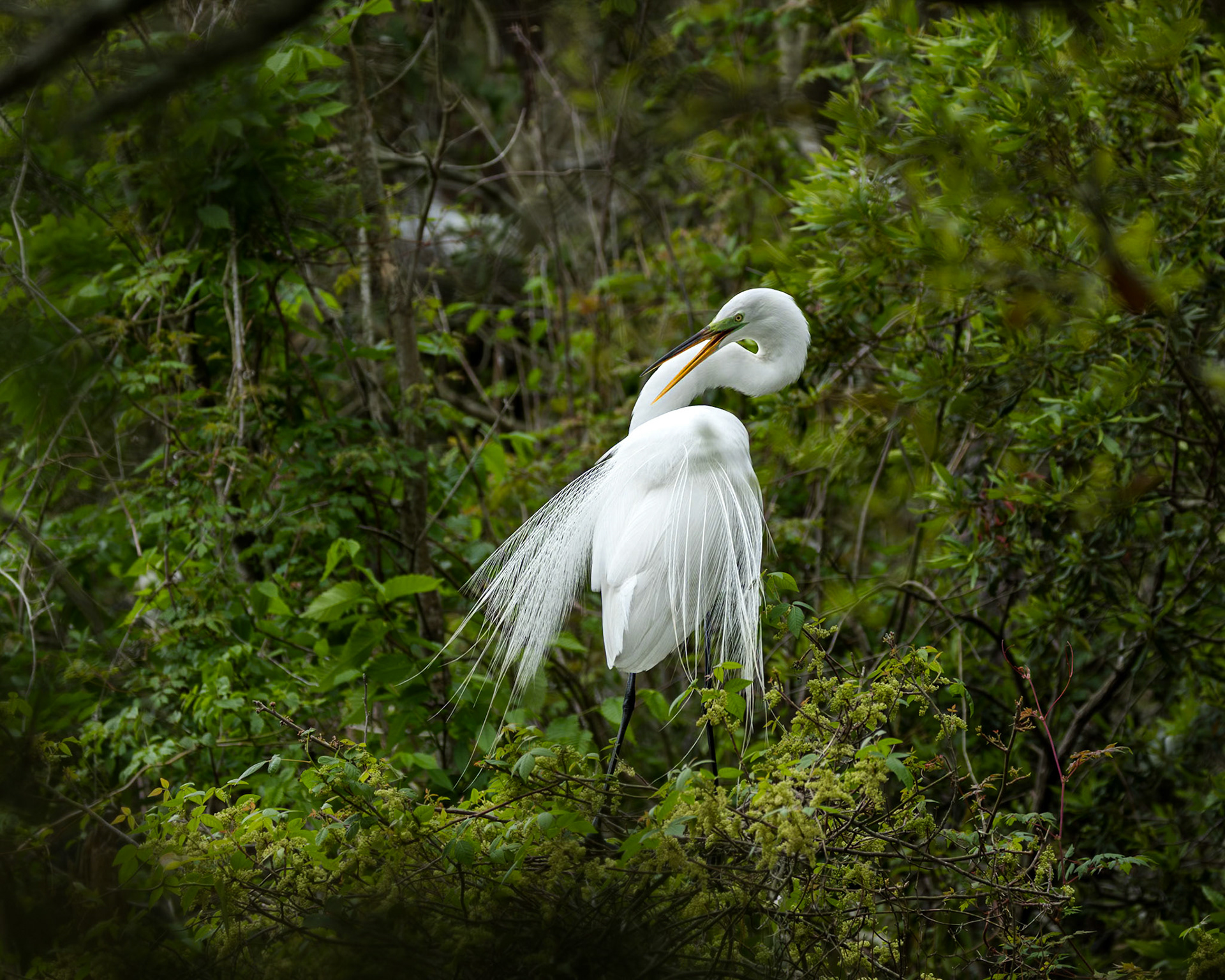 Great egret 83, Huntington Beach State Park