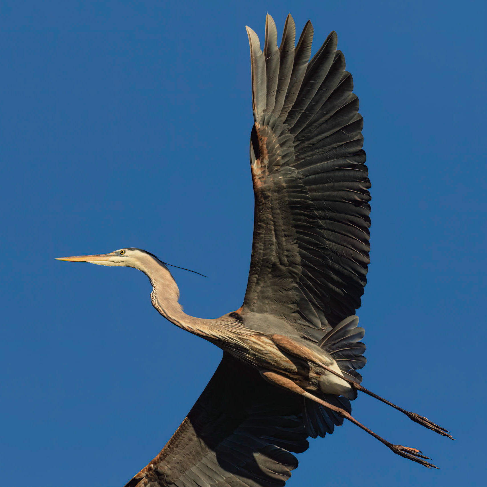 Rookery 54, Sea Trail