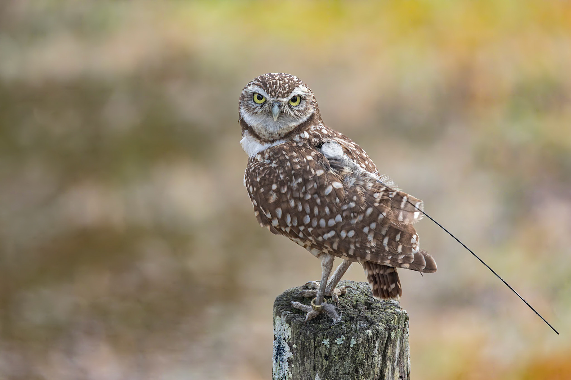 Burrowing owl 4, Center for Birds of Prey, Awendaw, SC