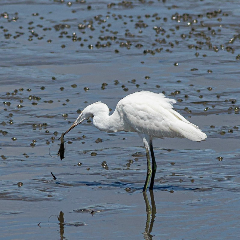 Snowy Egret Eating Shrimp 7
