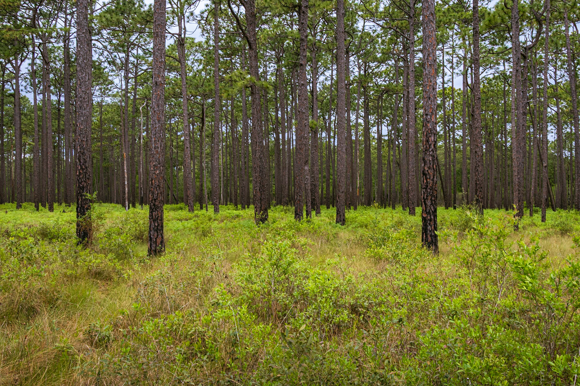 Pine Barren 11, Green Swamp Preserve